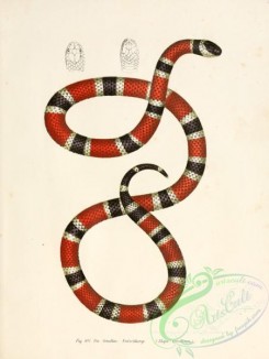 snakes-00080 - elaps corallinus