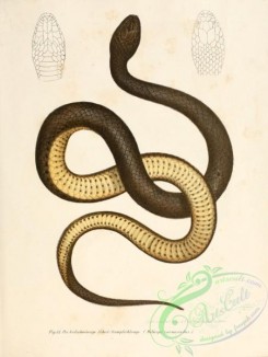 snakes-00084 - helicops carnicaudus