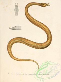 snakes-00085 - herpeton tentaculatum
