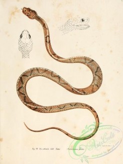 snakes-00089 - pholidolaemus gracilis