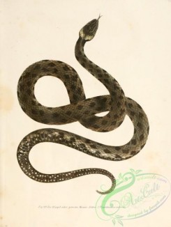 snakes-00095 - tropidonotus natrix