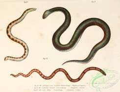 snakes-00097 - uropeltis philippina, xenopeltis unicolor, calamaria linnaei