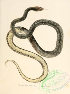 snakes-00102 - zamenis aesculapii