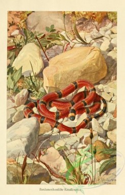 snakes-00105 - elaps corallinus