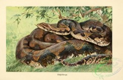 snakes-00107 - python reticulatus