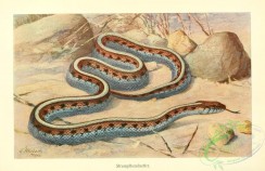 snakes-00109 - tropidonotus ordinatus sirtalis