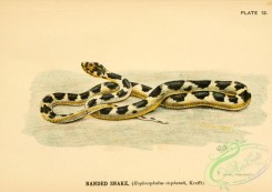 snakes-00112 - Banded Snake, hoplocephalus stephensii