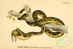 snakes-00118 - Carpet Snake, python spilotes variegata