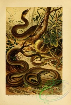snakes-00134 - coluber aeskulapii, coronella austriaca