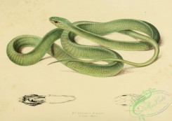 snakes-00139 - bucephalus viridis