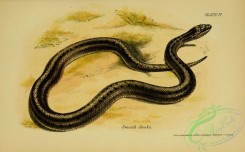 snakes-00141 - Smooth Snake