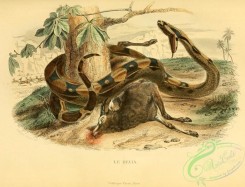 snakes-00146 - boa constrictor, constrictor formosissimus, rex serpentum, boa constrictrix