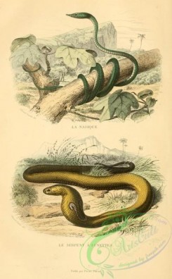 snakes-00149 - naia tripudians, vipera naja