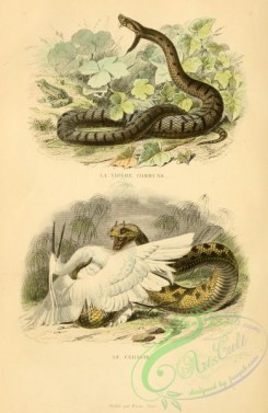 snakes-00150 - pelias berus, vipera vulgaris, vipera berus, vipera chersea, vipera cerastes, vipera cornuta
