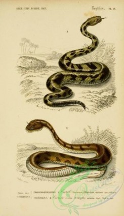 snakes-00154 - crotalus durissus, cerastes cornutus