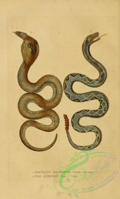 snakes-00160 - crotalus rhombifer, naja lutescens