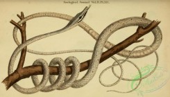 snakes-00163 - dryinus auratus