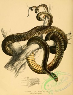 snakes-00166 - bucephalus capensis, 2