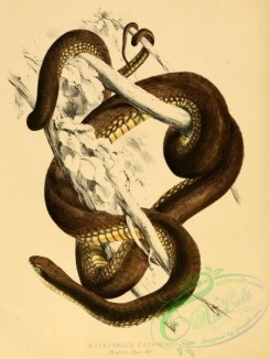 snakes-00168 - bucephalus capensis