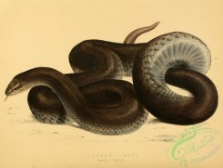 snakes-00170 - coluber canus, 2