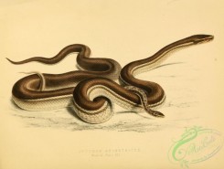 snakes-00176 - lycodon geometricus