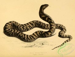 snakes-00182 - naja haemachates