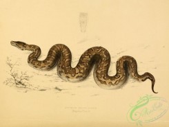 snakes-00183 - python natalensis