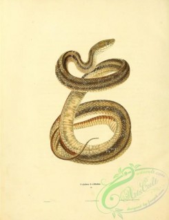 snakes-00188 - coluber 4-vittatus
