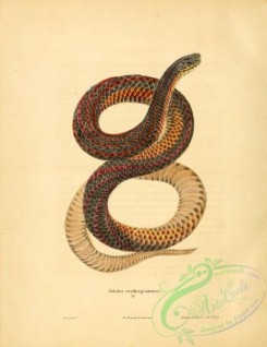 snakes-00191 - coluber erythrogrammus