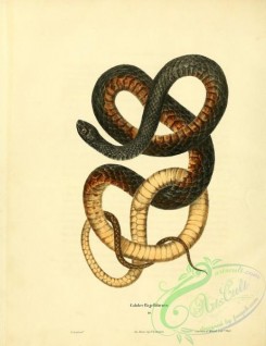 snakes-00192 - coluber flagelliformis