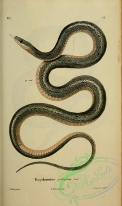 snakes-00202 - tropidonotus spilogaster