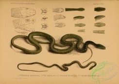 snakes-00207 - philothamnus punctatus, philothamnus neglectus, atractaspis bibronii, dinophis angusticeps