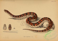 snakes-00210 - vipera superciliaris