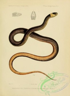 snakes-00215 - brachyruton occipito-luteum