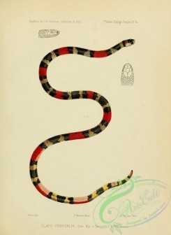 snakes-00217 - elaps frontalis