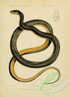 snakes-00219 - oxyrhopus immaculatus