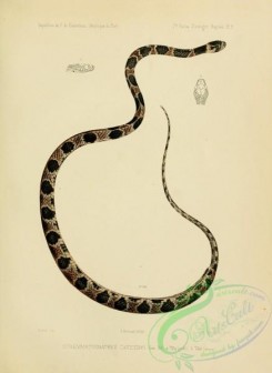 snakes-00220 - stremmatognathus catesbyi