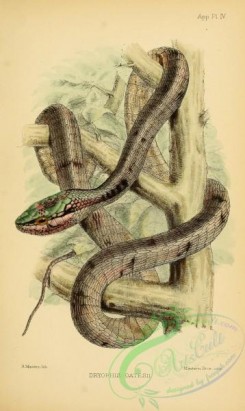 snakes-00222 - dryophis oatesii