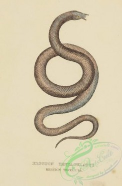 snakes-00224 - erpeton tentaculatus