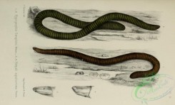 snakes-00227 - hypogeophis seraphini, herpeli squalostoma