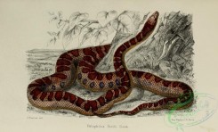 snakes-00230 - pelophilus fordii