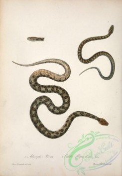 snakes-00242 - ailurophis vivax, coluber leopardinus