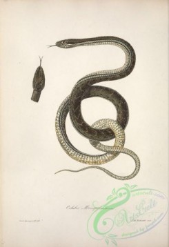 snakes-00247 - coluber monspessulanus