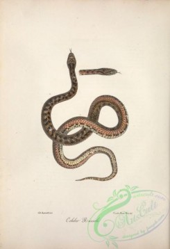 snakes-00249 - coluber riccioli