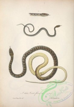 snakes-00251 - coluber viridi-flavus, 2