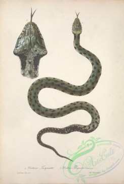 snakes-00259 - natrix torquata, natrix torquata senescens