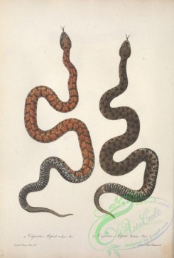 snakes-00269 - vipera aspis, 3