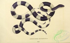 snakes-00271 - aspidoclonion semifasciatum