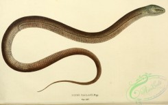 snakes-00272 - bipes pallasii