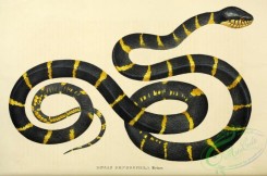 snakes-00276 - dipsas dendrophila